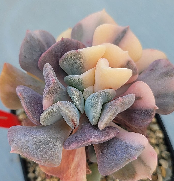 Echeveria pulvinata Frosty 10 Pieces Seeds