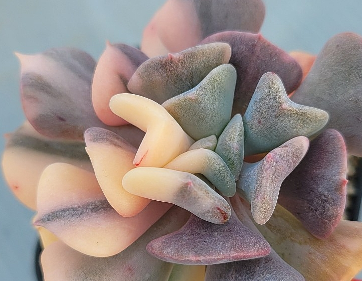Echeveria pulvinata Frosty 10 Pieces Seeds