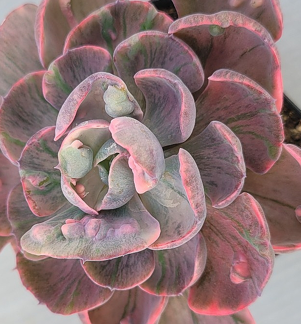 Echeveria Beyonse 10 Pieces Seeds