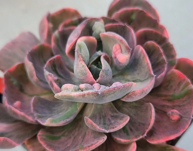 Echeveria Beyonse 10 Pieces Seeds