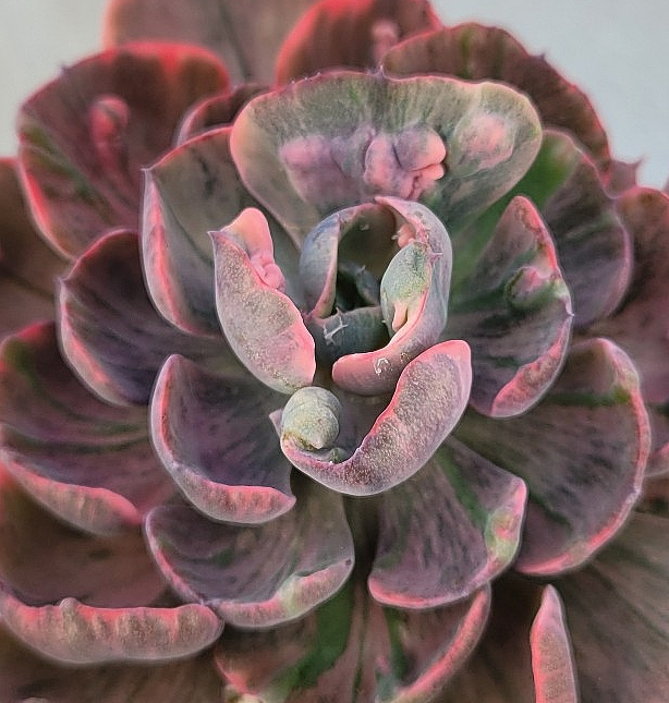 Echeveria Beyonse 10 Pieces Seeds