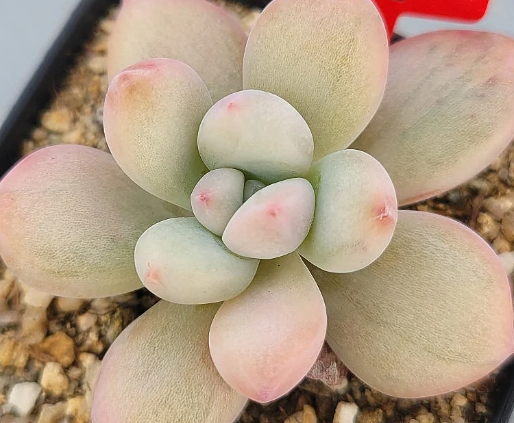 Graptoveria Opalina 12 Pieces Seeds