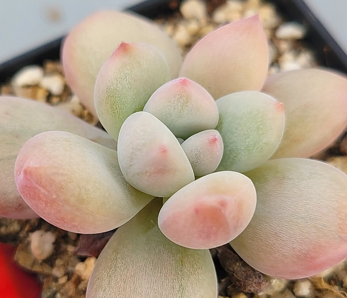 Graptoveria Opalina 12 Pieces Seeds