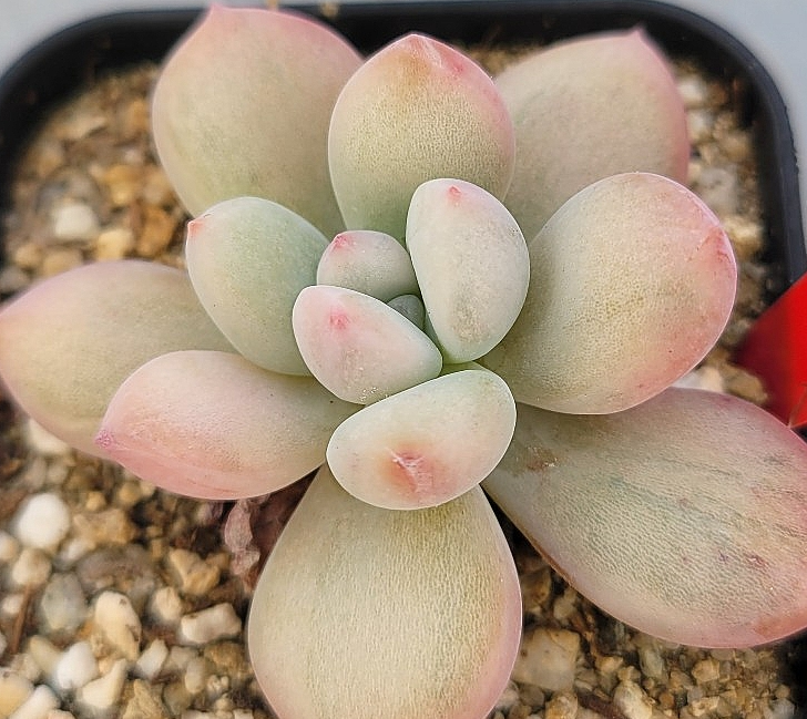 Graptoveria Opalina 12 Pieces Seeds