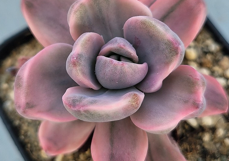 Graptoveria Mrs. Richards 12 Pieces Seeds
