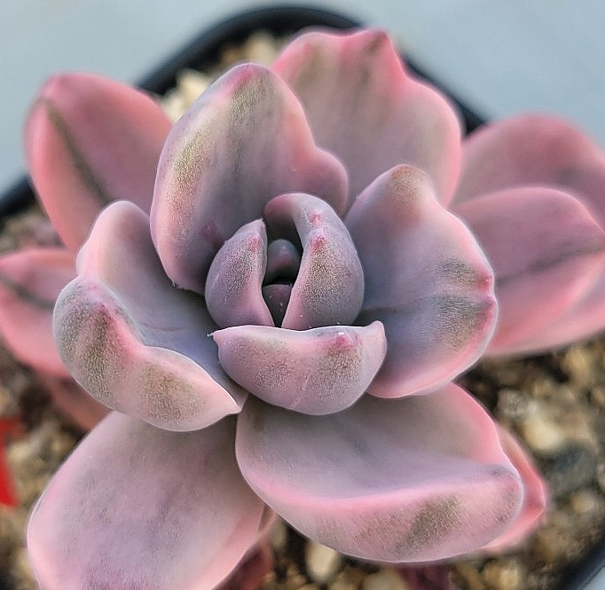 Graptoveria Mrs. Richards 12 Pieces Seeds