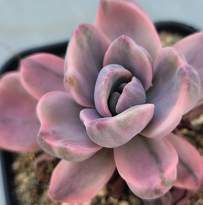 Graptoveria Mrs. Richards 12 Pieces Seeds