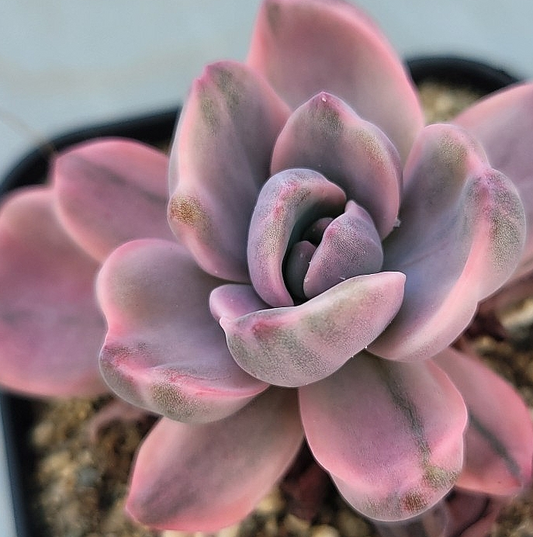 Graptoveria Mrs. Richards 12 Pieces Seeds