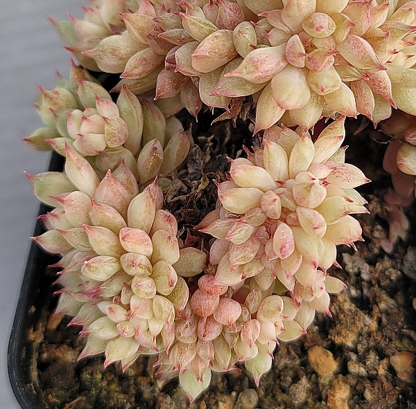 Echeveria Tippy 10 Pieces Seeds