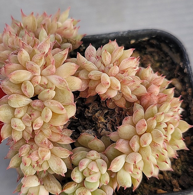 Echeveria Tippy 10 Pieces Seeds