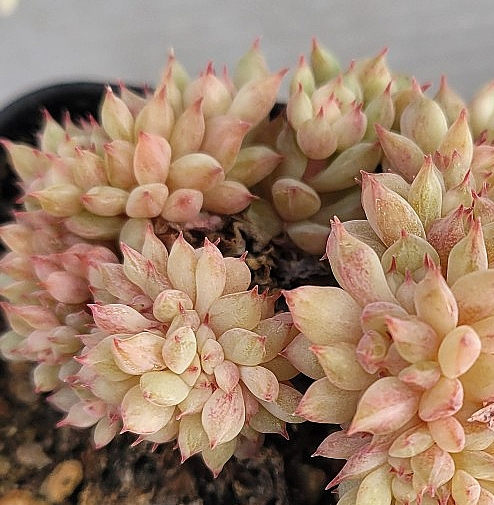 Echeveria Tippy 10 Pieces Seeds