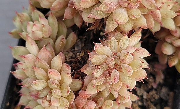 Echeveria Tippy 10 Pieces Seeds