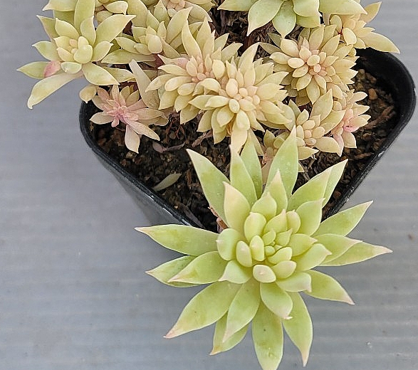 Graptoveria Fanfare 12 Pieces Seeds