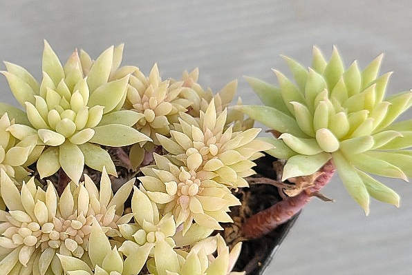Graptoveria Fanfare 12 Pieces Seeds