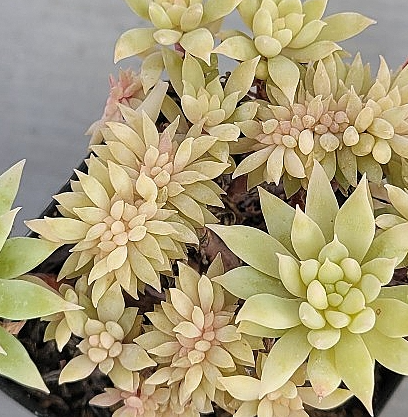 Graptoveria Fanfare 12 Pieces Seeds