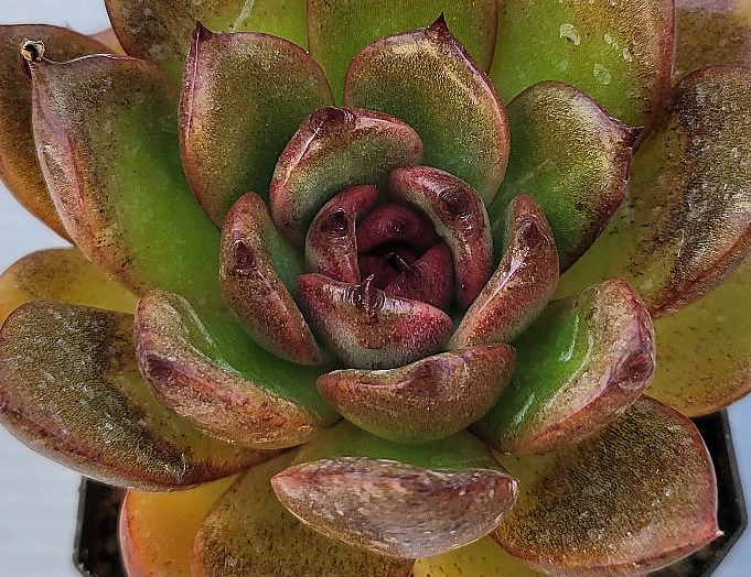 Echeveria Black Rose 10 Pieces Seeds