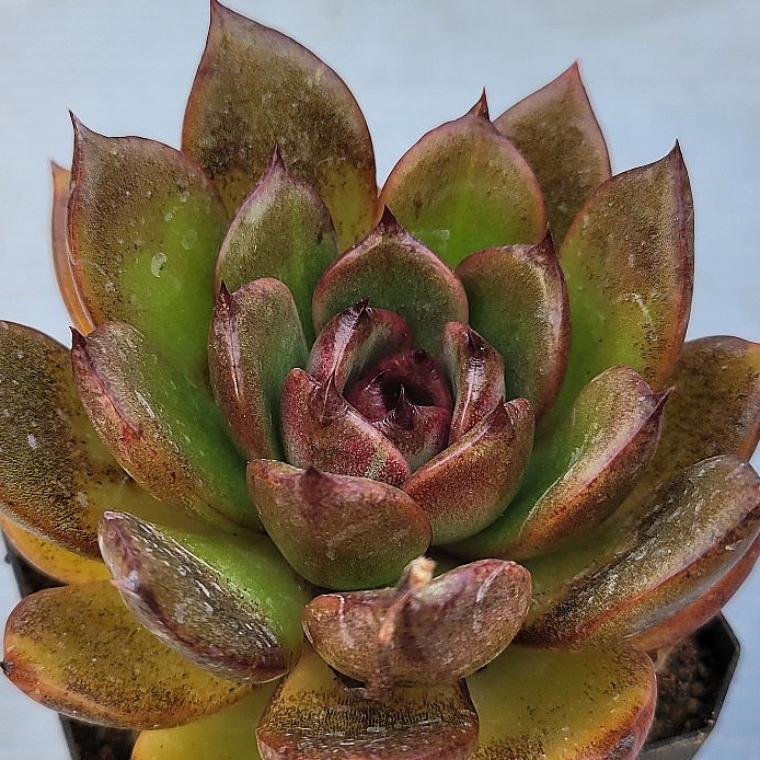 Echeveria Black Rose 10 Pieces Seeds
