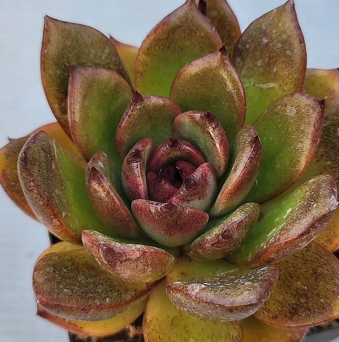 Echeveria Black Rose 10 Pieces Seeds