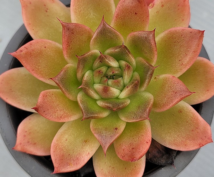 Echeveria Elizabeth 10 Pieces Seeds