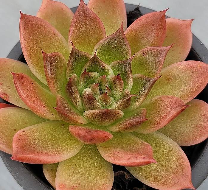 Echeveria Elizabeth 10 Pieces Seeds
