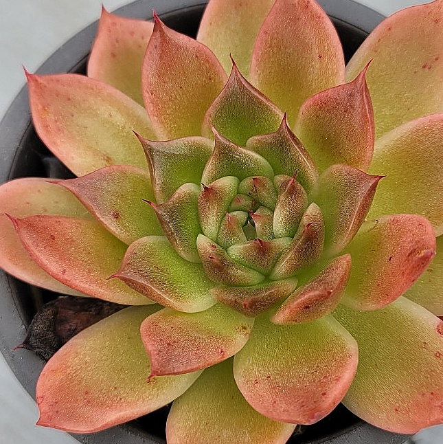 Echeveria Elizabeth 10 Pieces Seeds