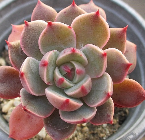 Echeveria agavoides Santa Lewis 10 Pieces Seeds