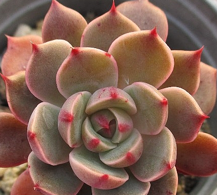 Echeveria agavoides Santa Lewis 10 Pieces Seeds