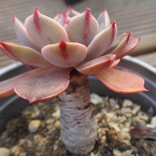 Echeveria agavoides Santa Lewis 10 Pieces Seeds