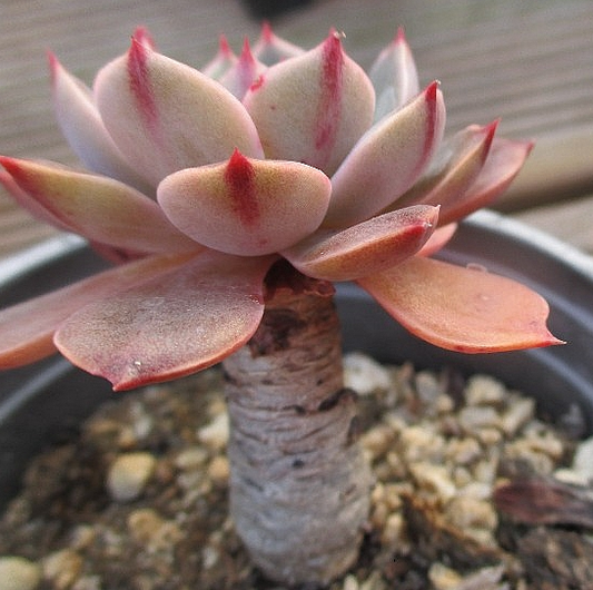 Echeveria agavoides Santa Lewis 10 Pieces Seeds
