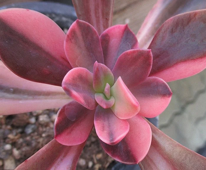 Echeveria cv. hanaikada 10 Pieces Seeds