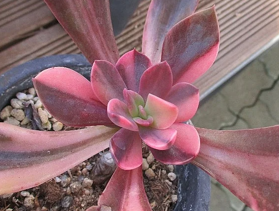 Echeveria cv. hanaikada 10 Pieces Seeds