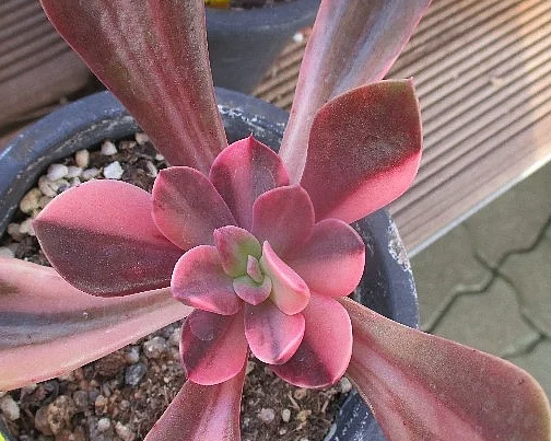 Echeveria cv. hanaikada 10 Pieces Seeds