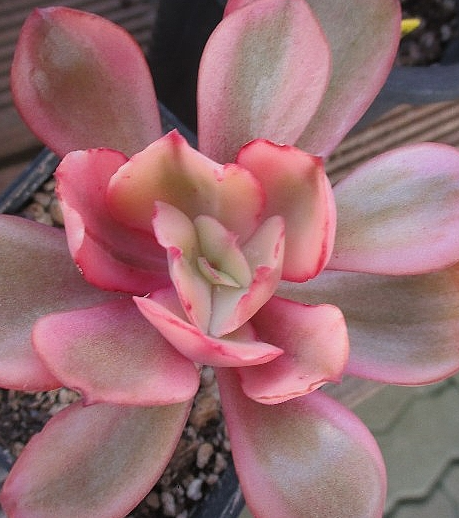 Echeveria Suyon 10 Pieces Seeds