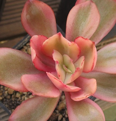 Echeveria Suyon 10 Pieces Seeds