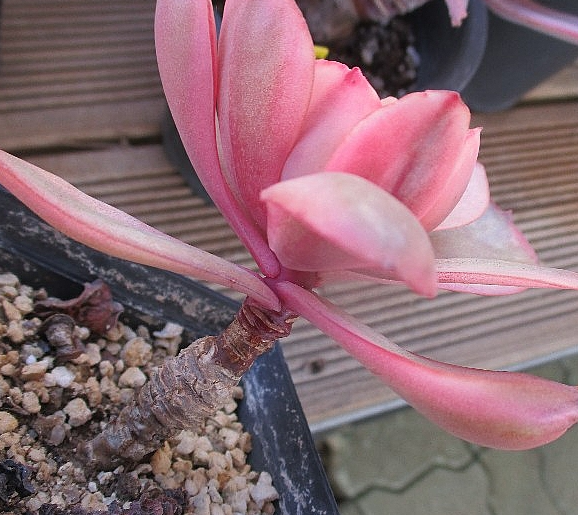 Echeveria Suyon 10 Pieces Seeds