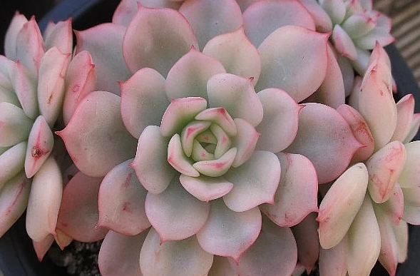 Echeveria cv Victor 10 Pieces Seeds