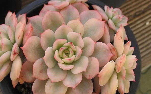 Echeveria cv Victor 10 Pieces Seeds