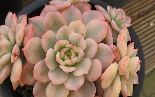 Echeveria cv Victor 10 Pieces Seeds