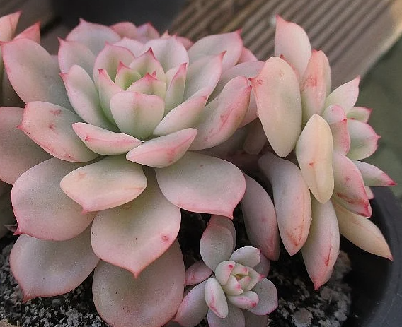 Echeveria cv Victor 10 Pieces Seeds