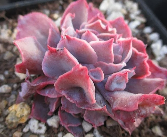 Echeveria Pinky 10 Pieces Seeds