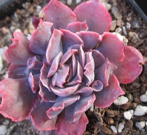 Echeveria Pinky 10 Pieces Seeds