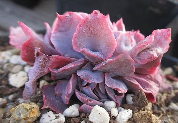 Echeveria Pinky 10 Pieces Seeds