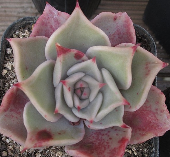 Echeveria Madiba 10 Pieces Seeds