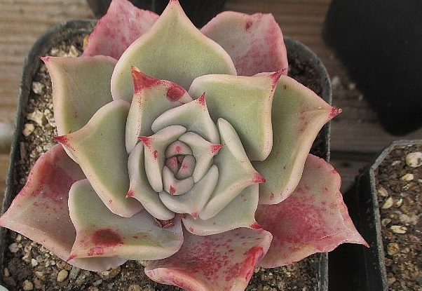 Echeveria Madiba 10 Pieces Seeds