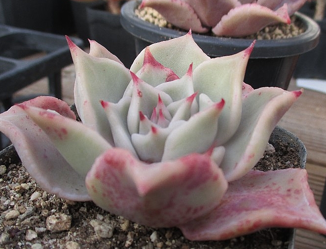 Echeveria Madiba 10 Pieces Seeds