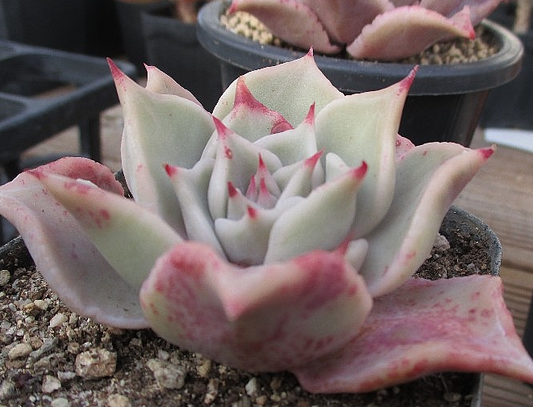 Echeveria Madiba 10 Pieces Seeds