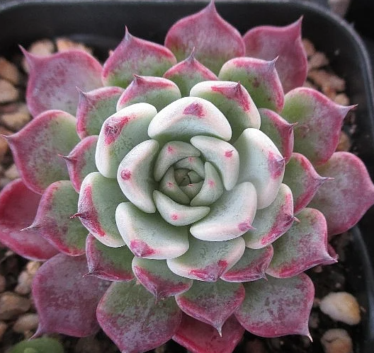 Echeveria Sarahime 10 Pieces Seeds