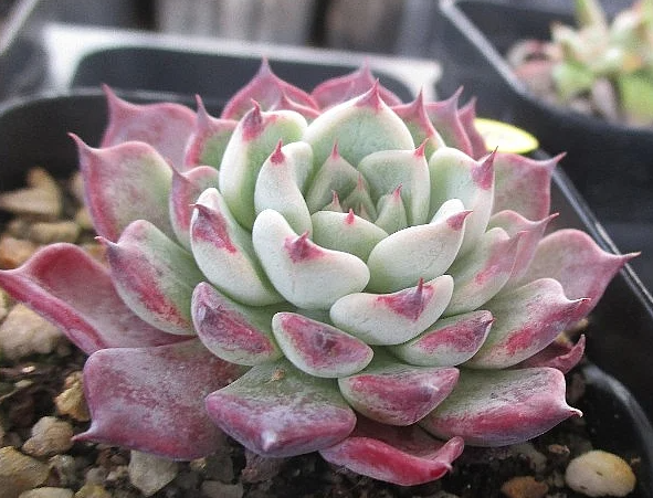 Echeveria Sarahime 10 Pieces Seeds