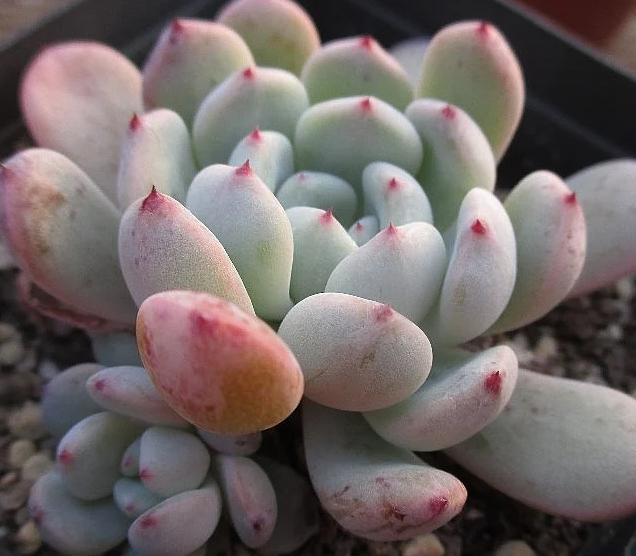 Echeveria Viyant 10 Pieces Seeds