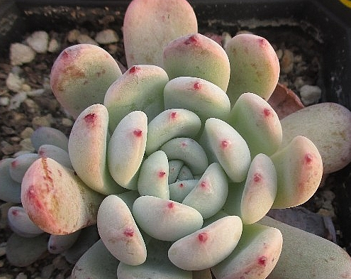 Echeveria Viyant 10 Pieces Seeds